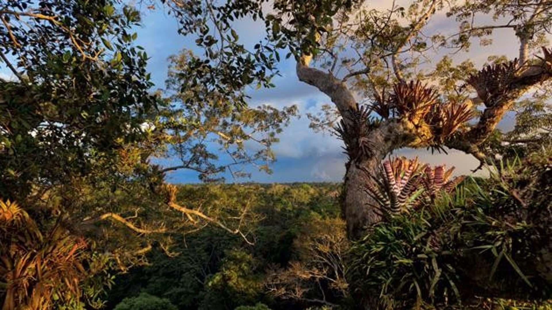 Secret Life of the Rainforest backdrop