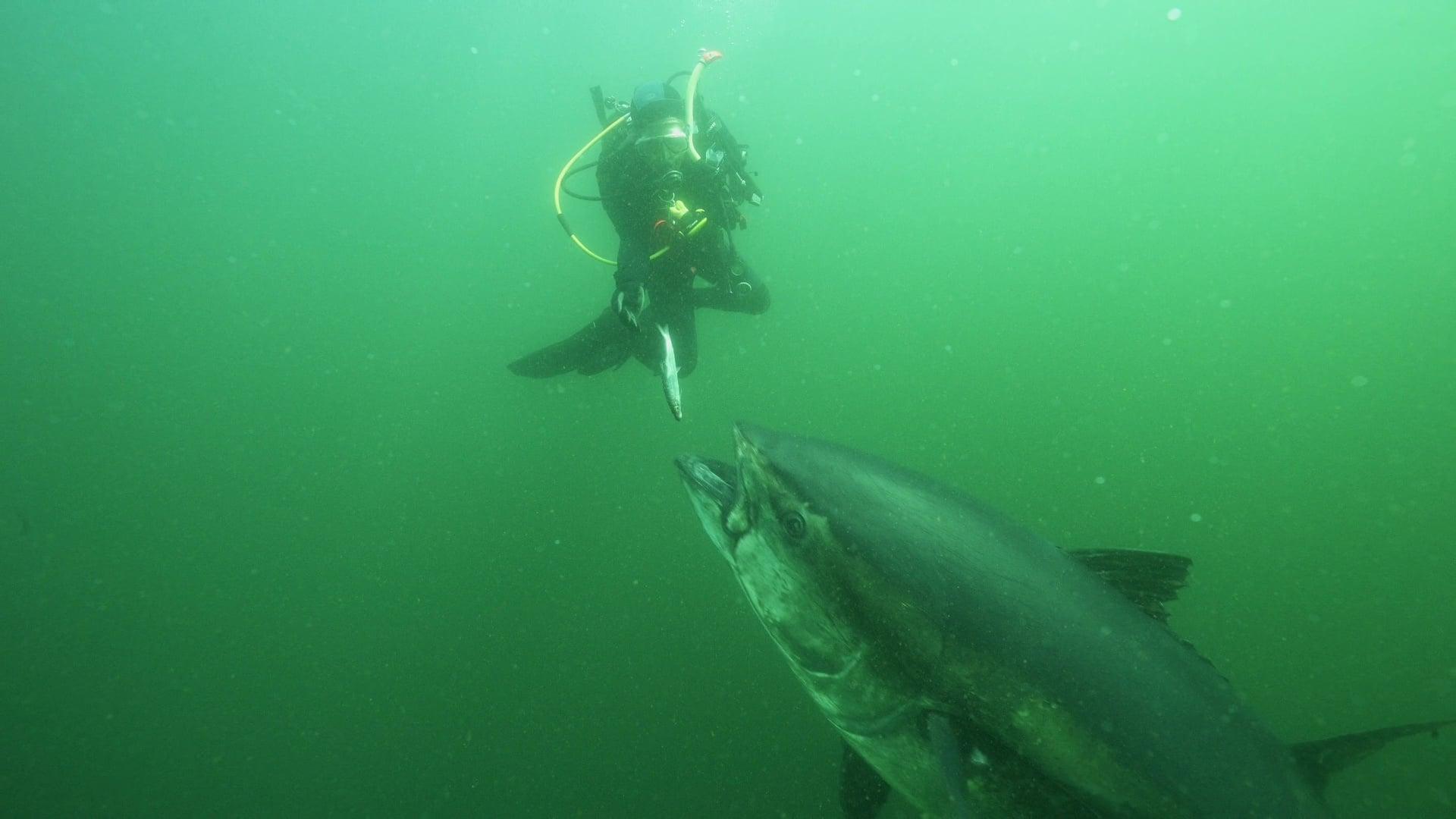 Bluefin backdrop