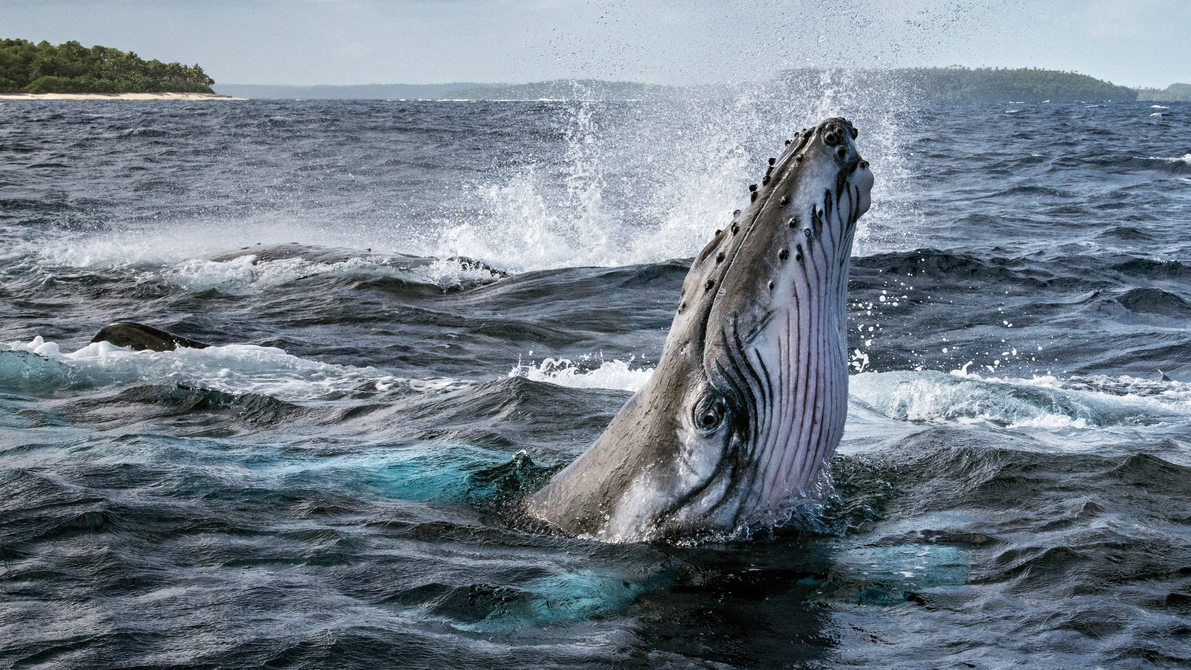 Secrets of the Whales backdrop