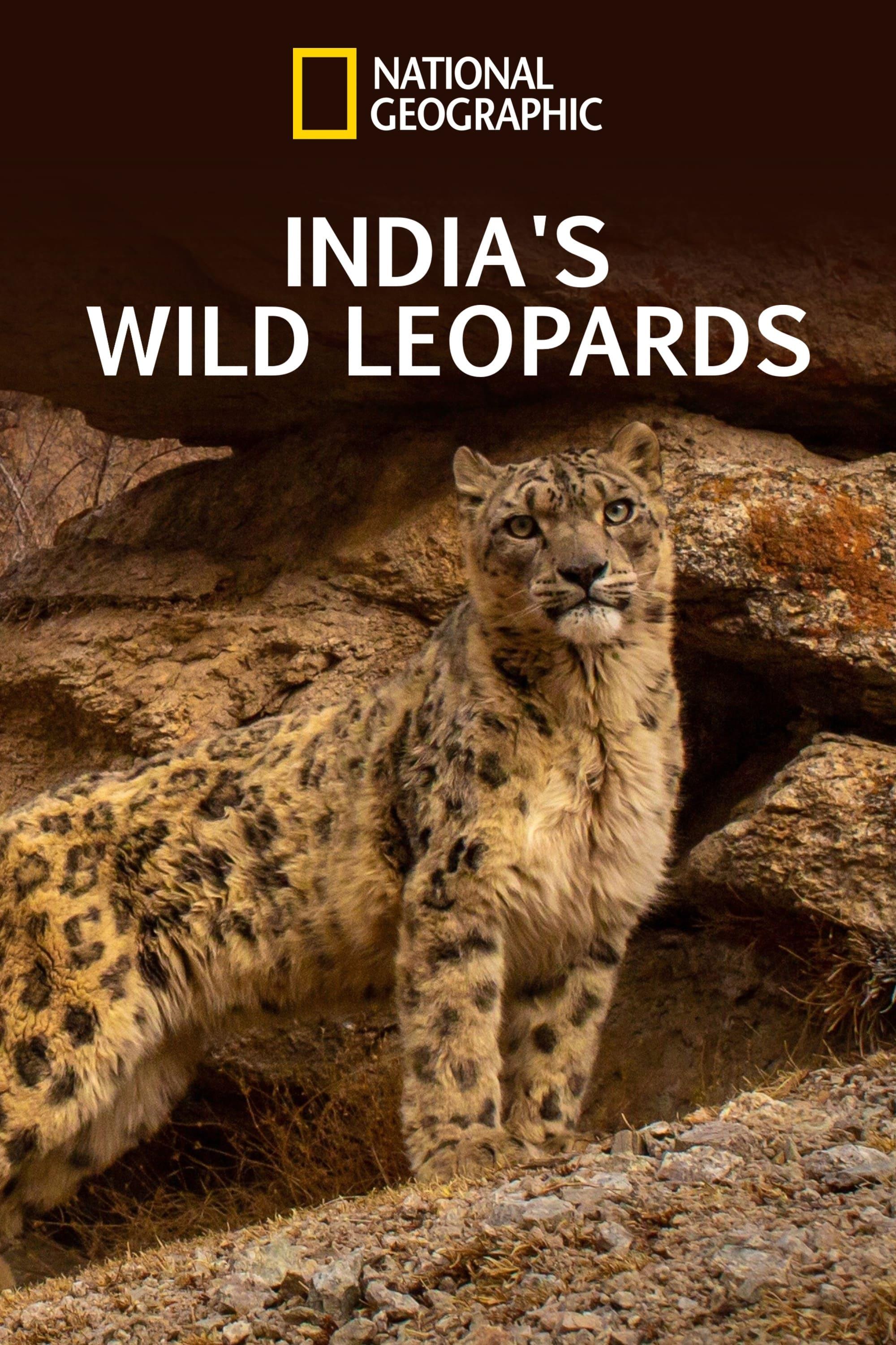 India's Wild Leopards poster