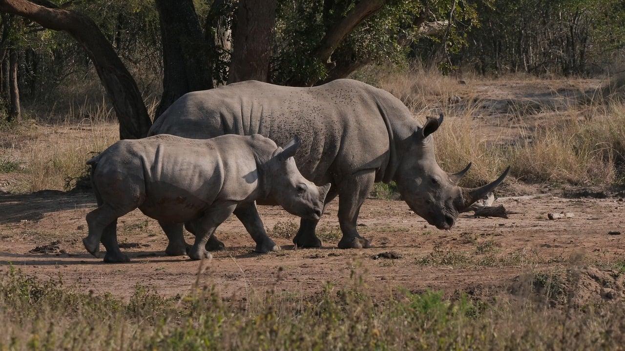 Le rhinocéros blanc backdrop