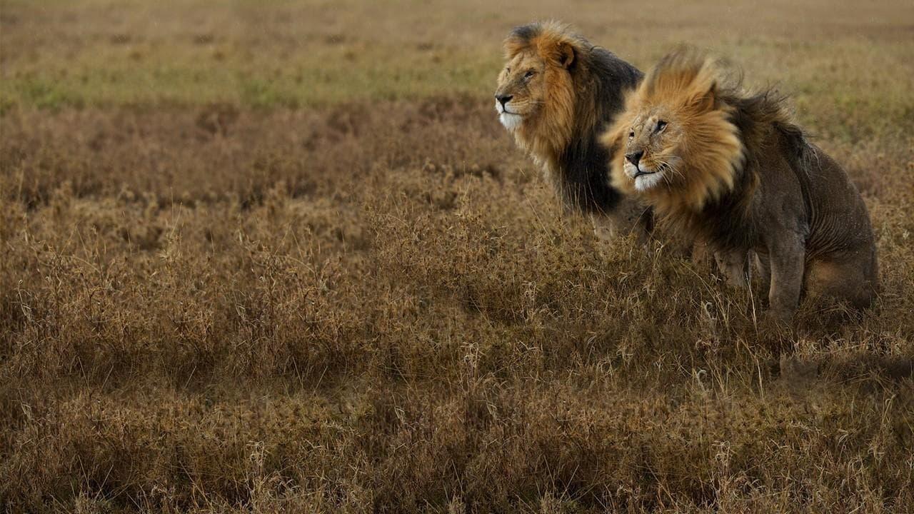 Lion Gangland backdrop