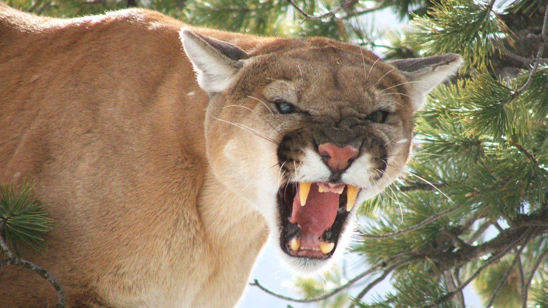 American Cougar backdrop