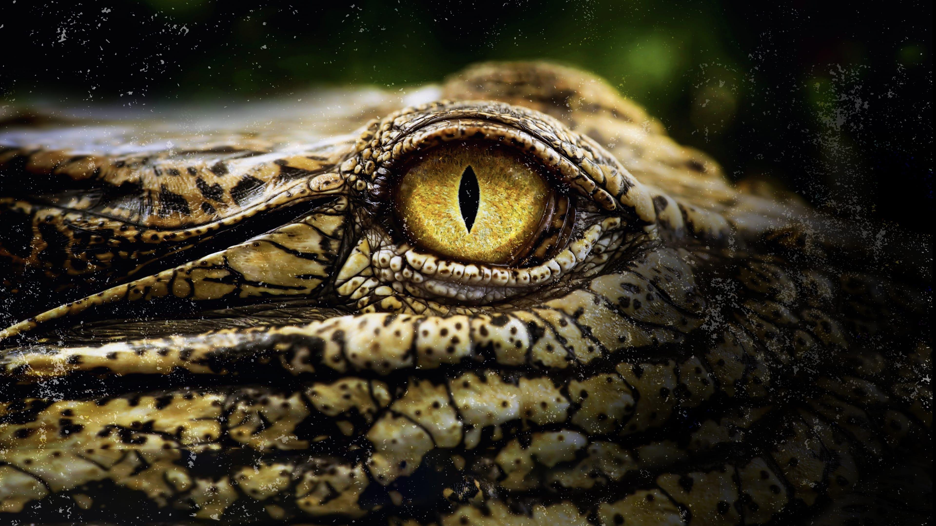 Crocodiles Revealed backdrop