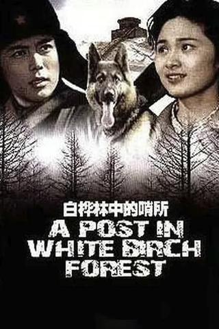 A Post in White Birch Forest poster