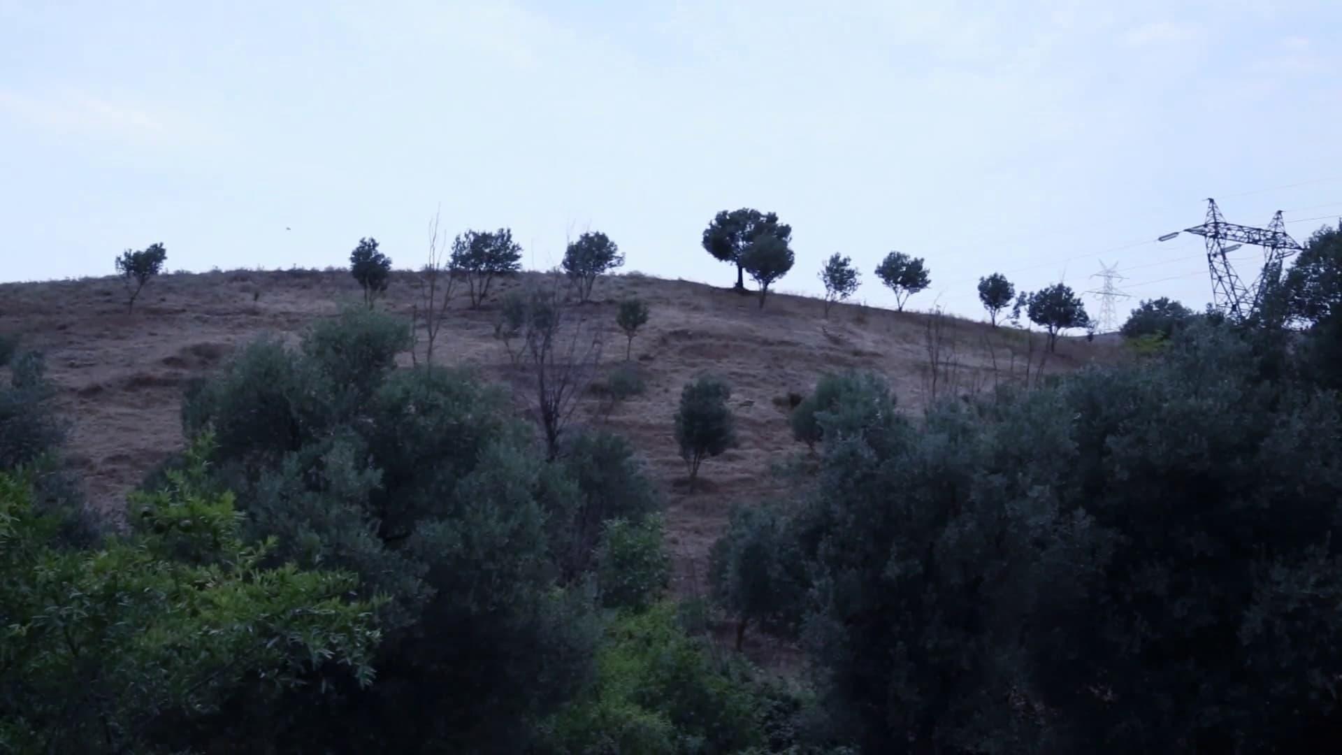 Babek Ahmed Poor backdrop