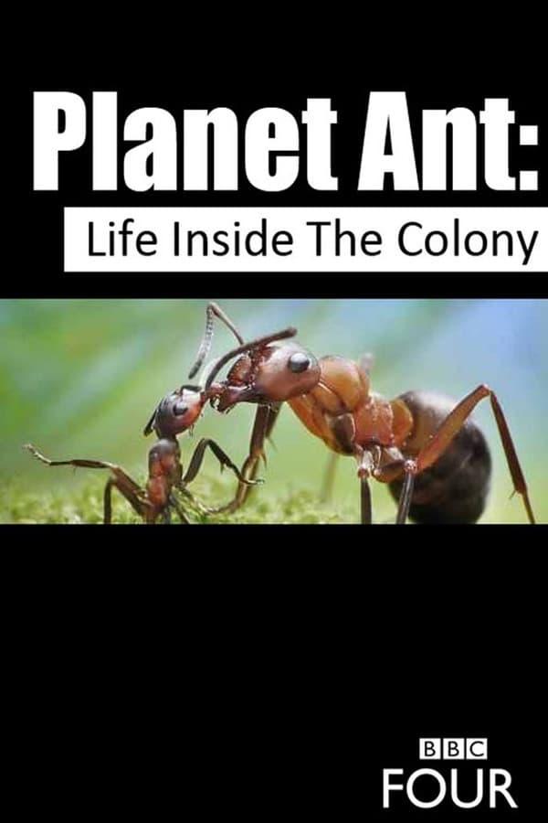 Planet Ant: Life Inside The Colony poster