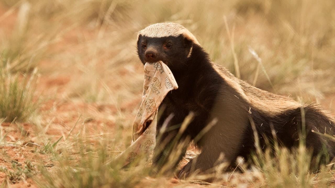 Ultimate Honey Badger backdrop