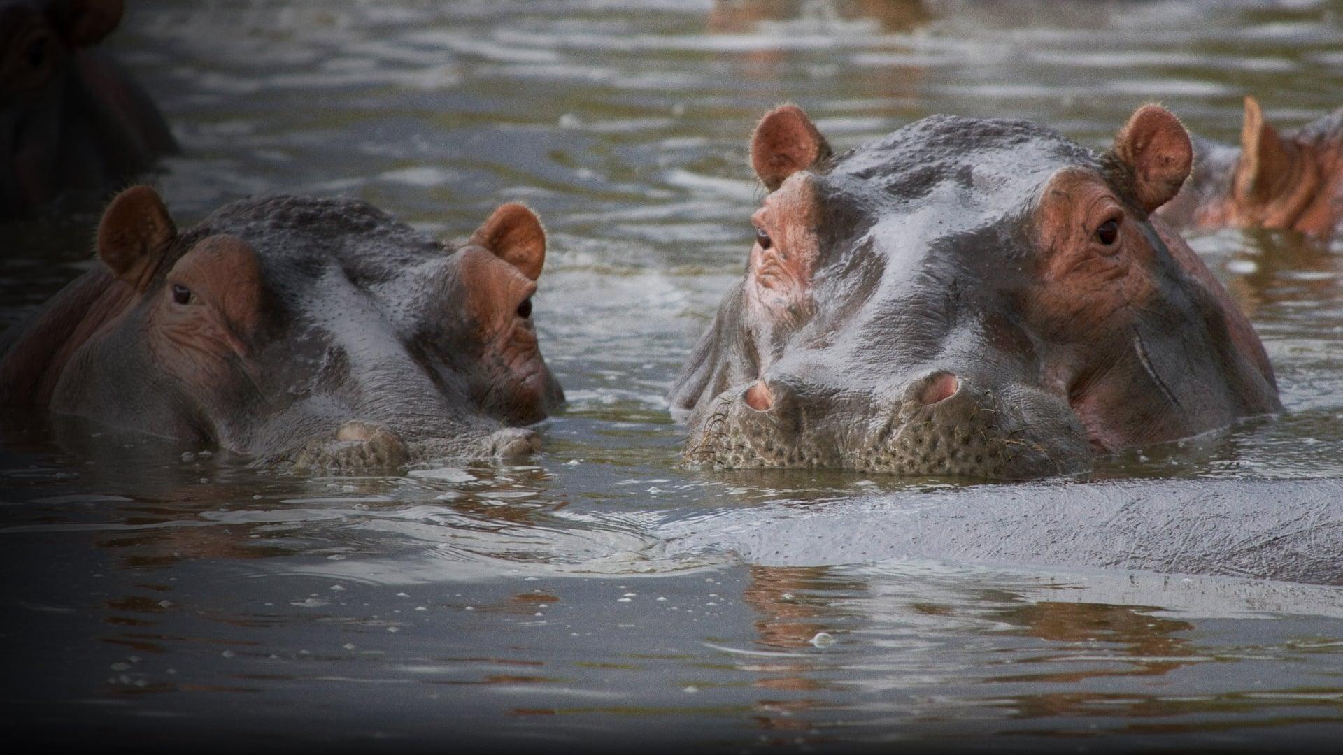 Hippo Supremacy backdrop