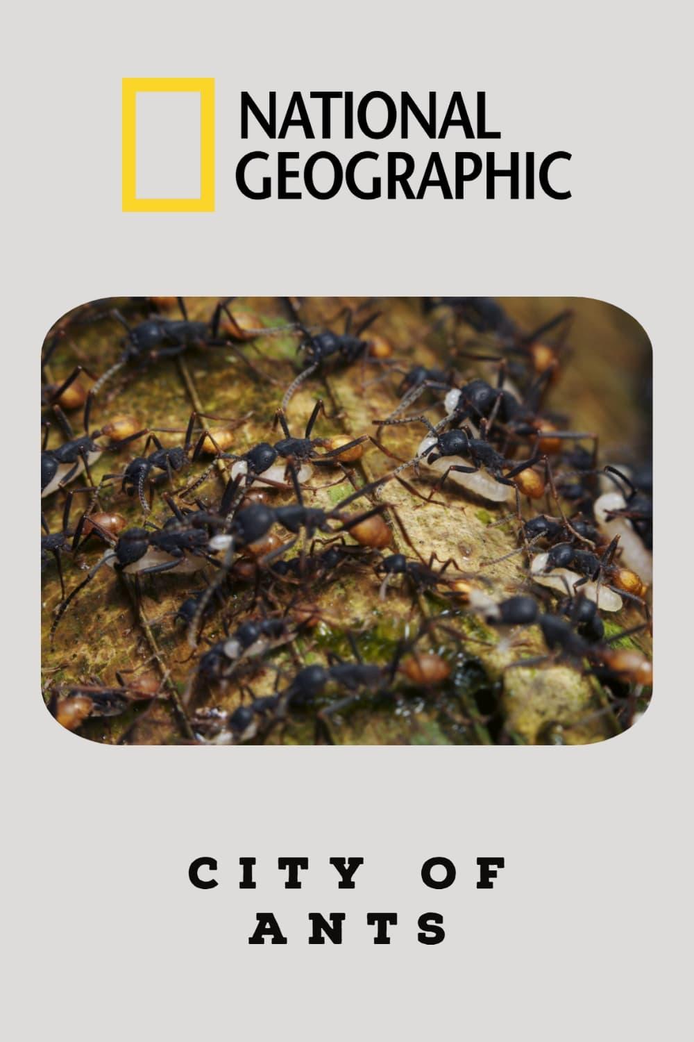 City Of Ants poster