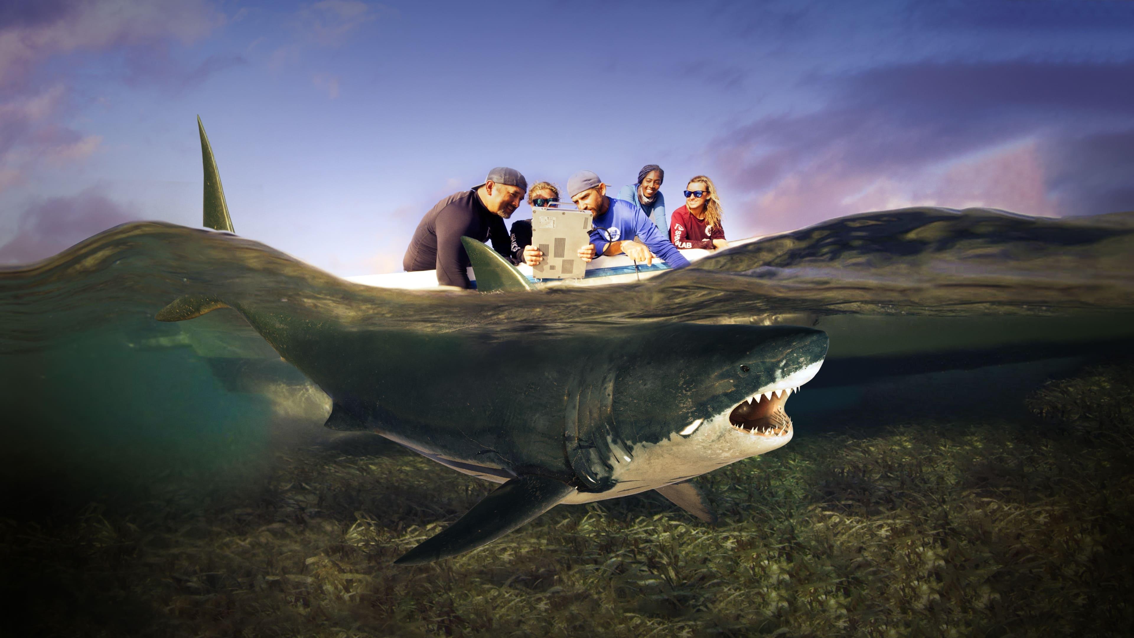 Shark Attack Files backdrop