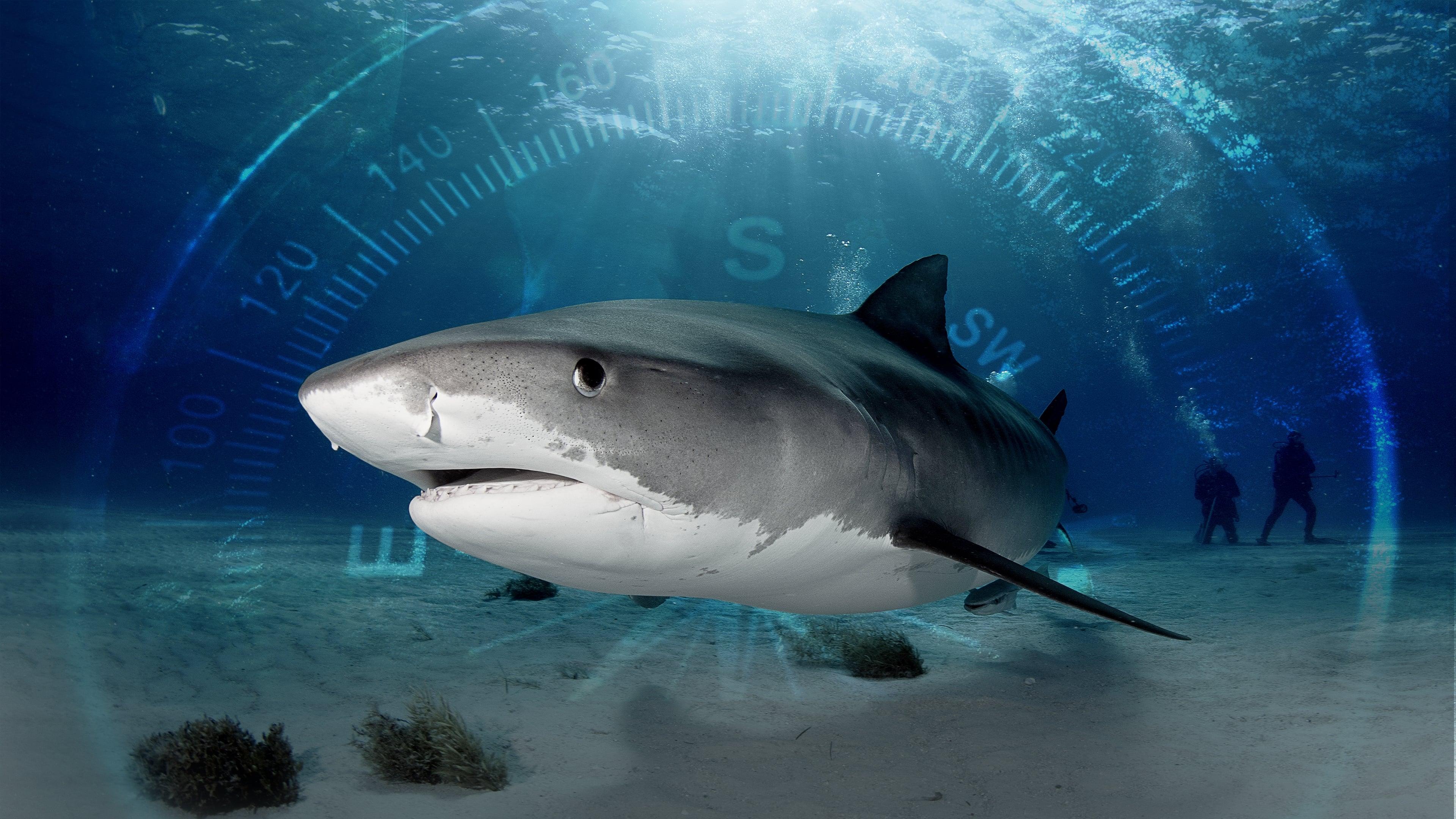 Sharks of the Bermuda Triangle backdrop