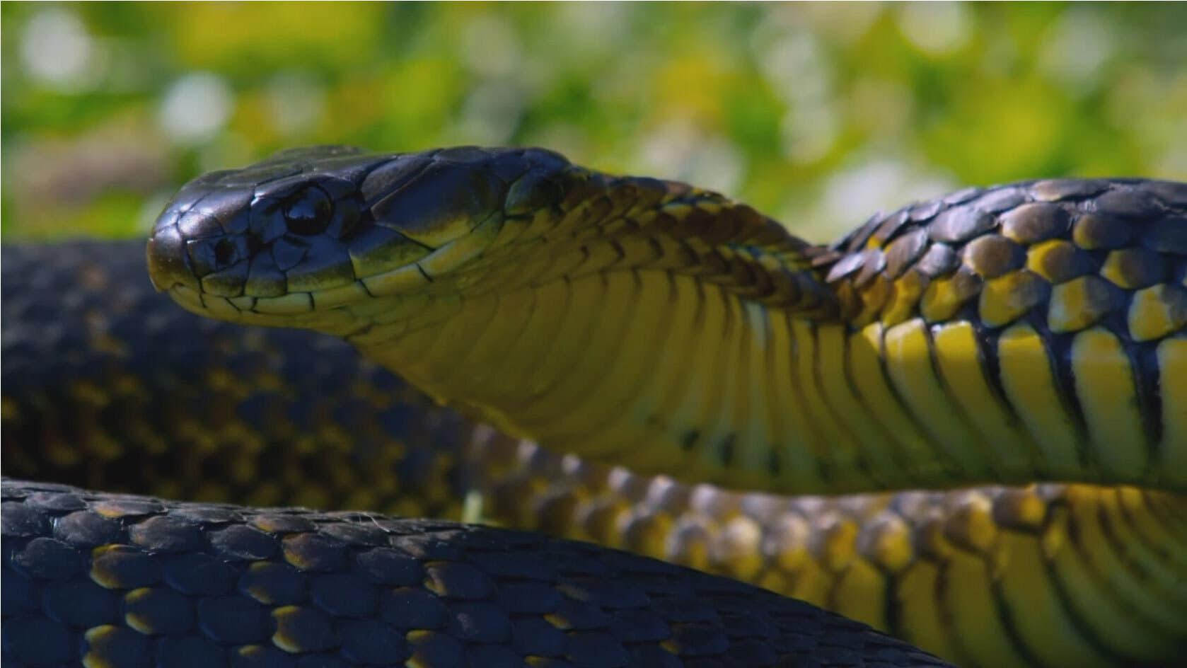 Snake Island: Wild & Deadly backdrop