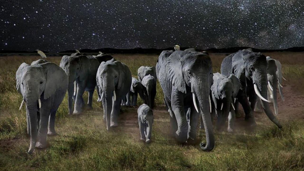 La Nuit des éléphants backdrop