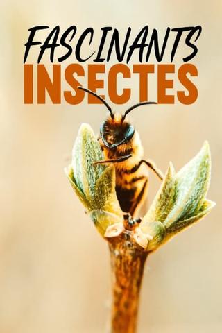 Fascinants insectes poster