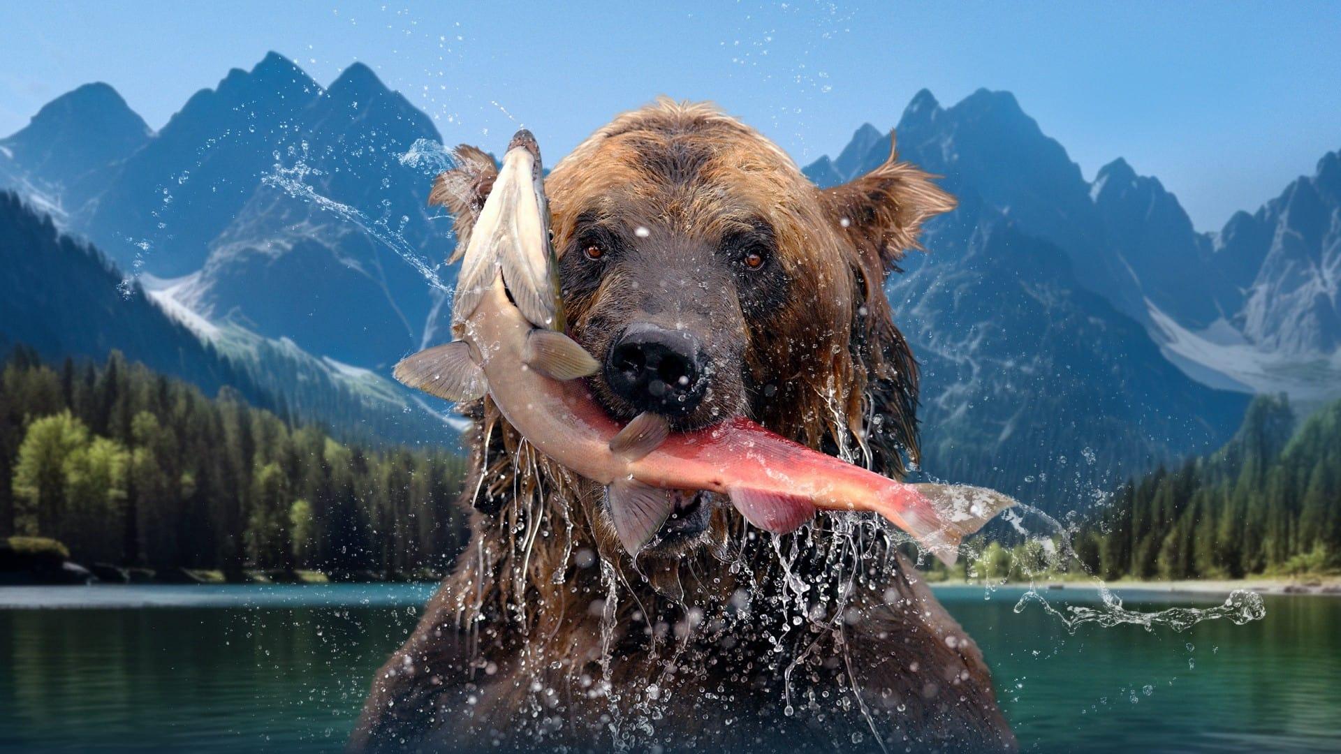 The Hungry Games: Alaska's Big Bear Challenge backdrop