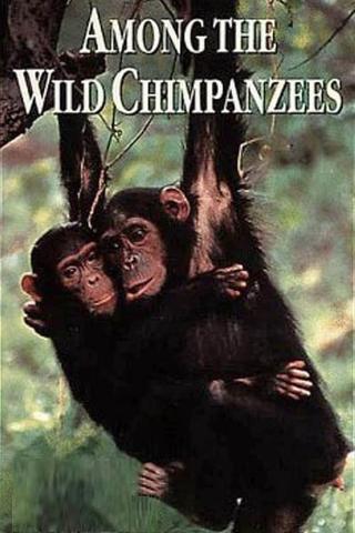 Among the Wild Chimpanzees poster