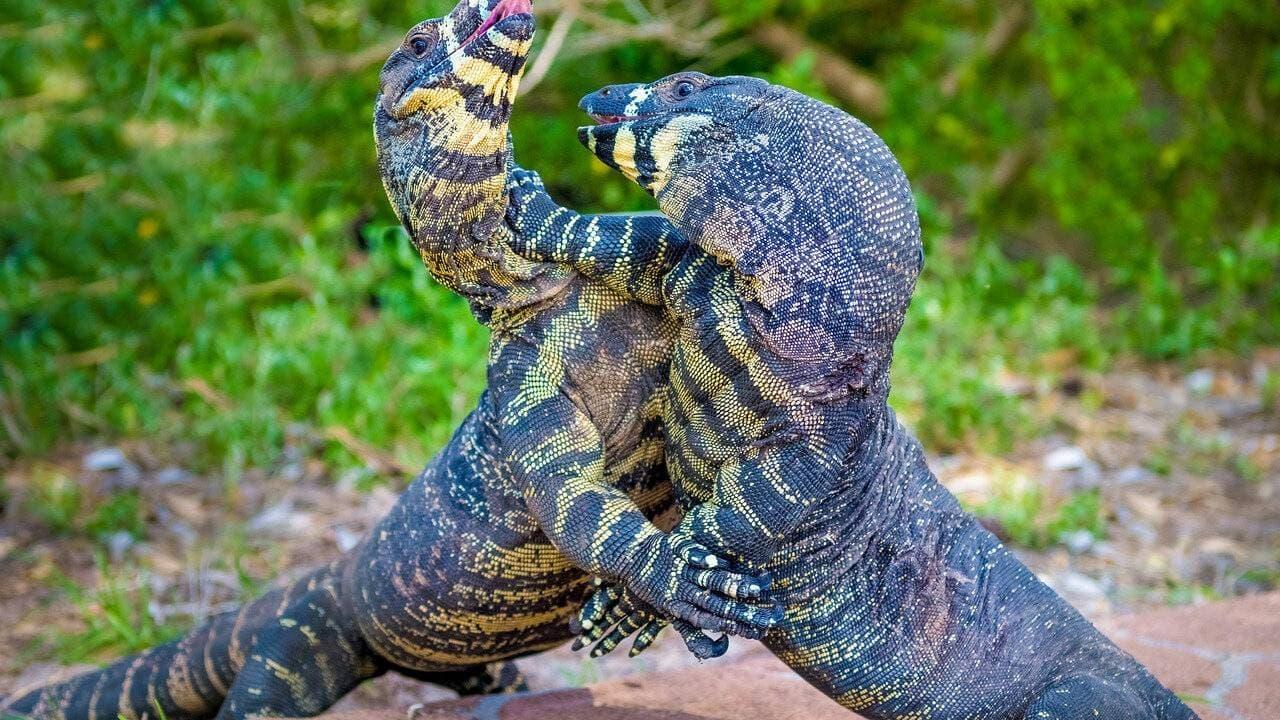 Au cœur de l'Australie sauvage backdrop