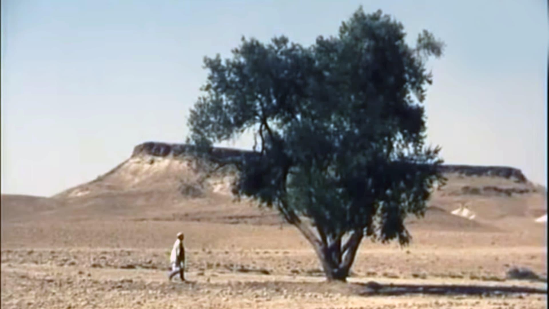 The Olive tree of Boul'hivet backdrop