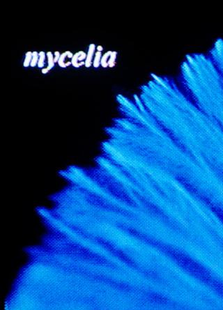 mycelia poster