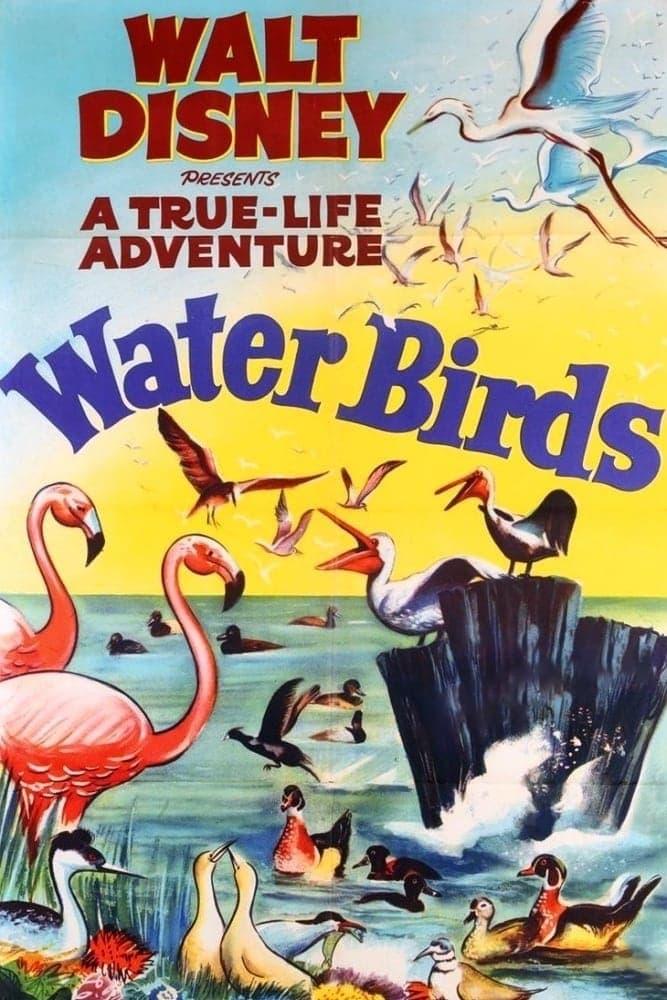 Water Birds poster