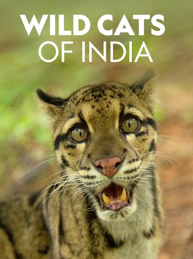 Wild Cats of India poster