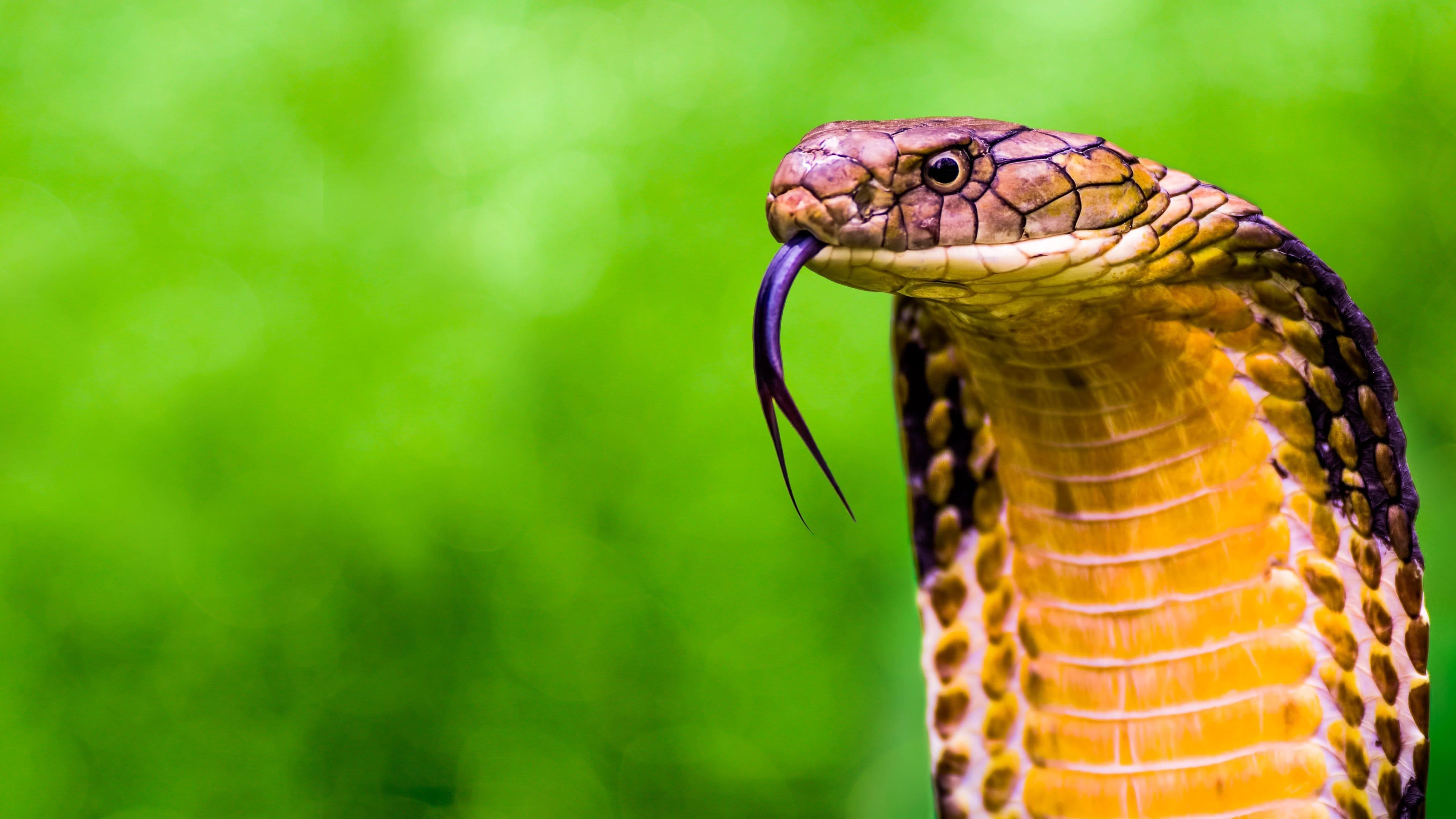 Secrets of the King Cobra backdrop