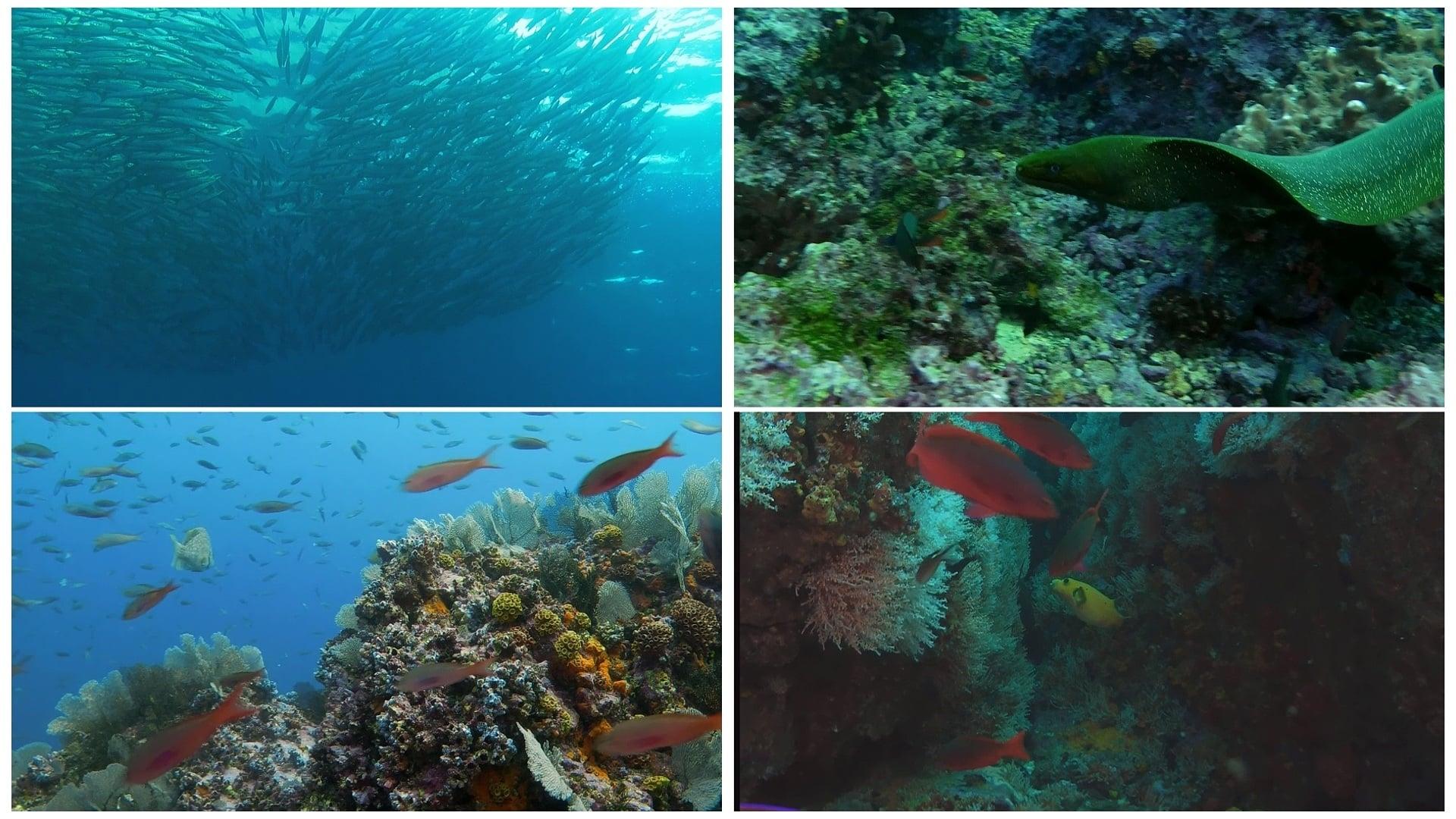 World Natural Heritage Colombia: Malpelo National Park backdrop