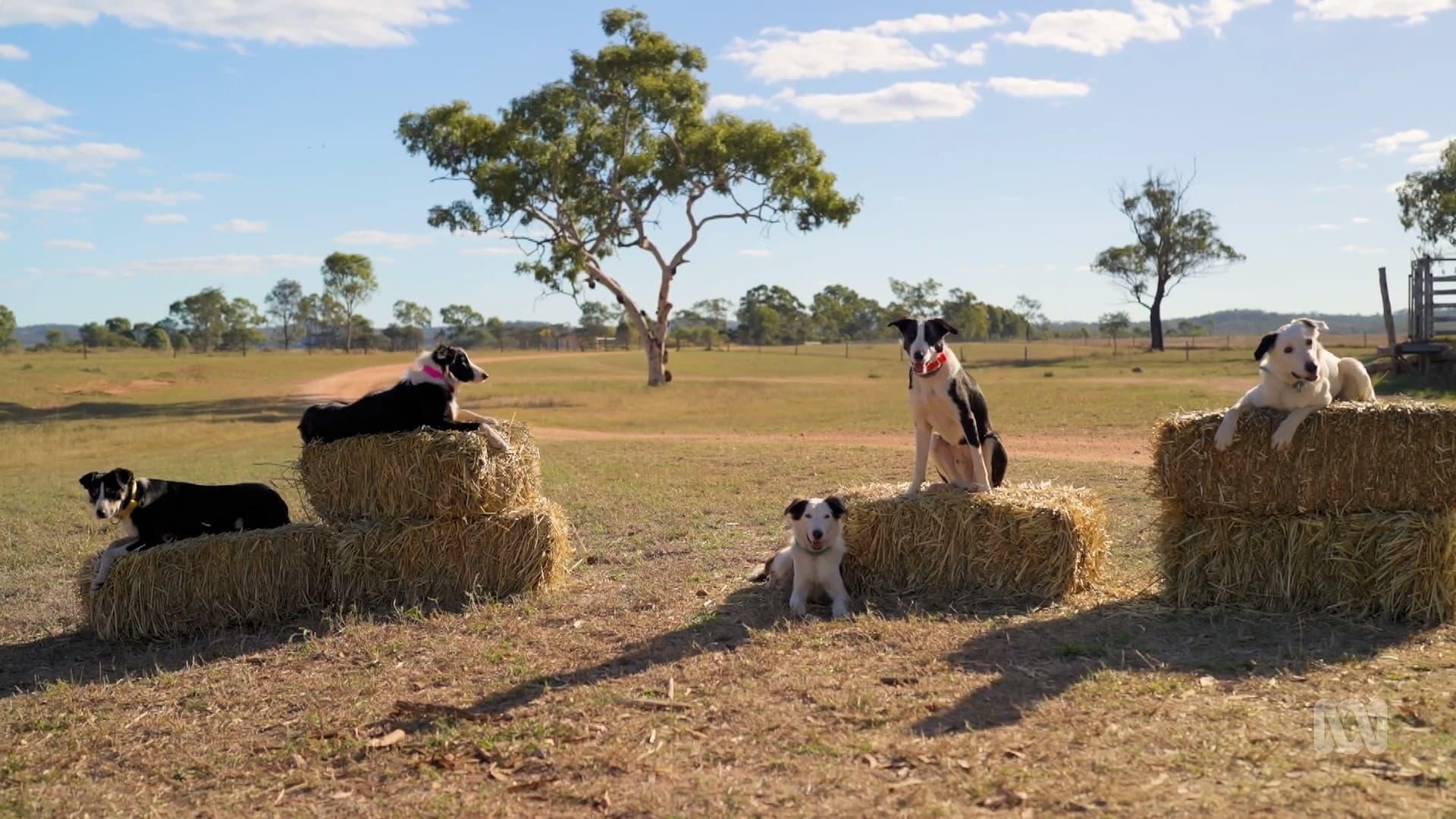 Muster Dogs backdrop