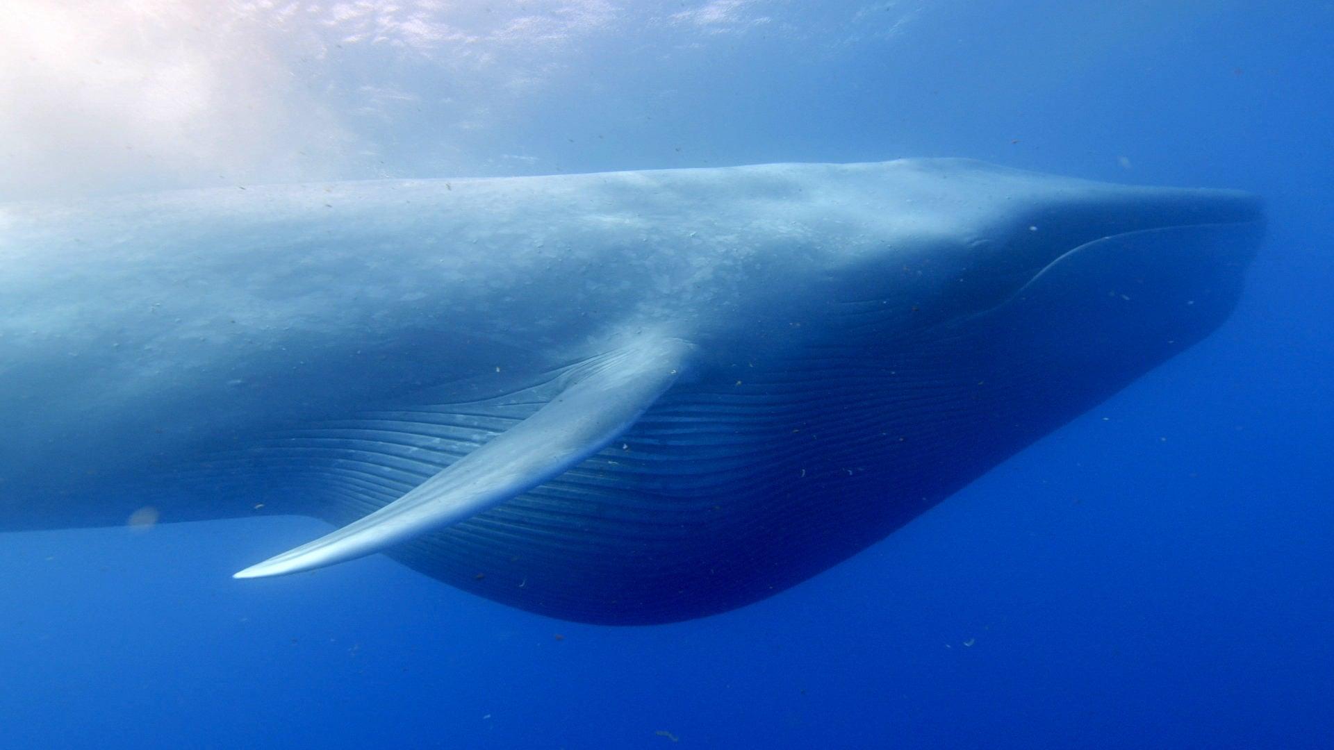 Ocean Giants backdrop