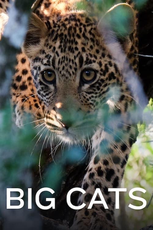 Big Cats poster