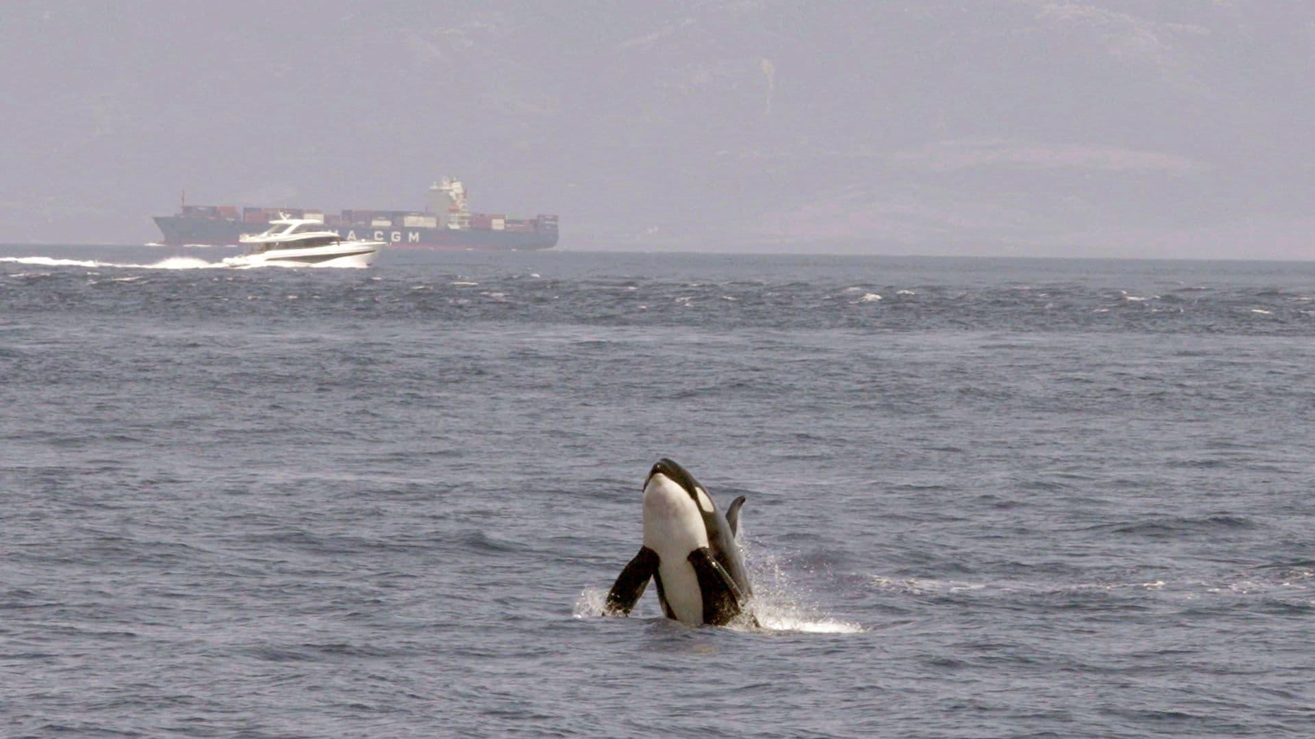 Achtung Orcas! Gefahr vor Gibraltar? backdrop