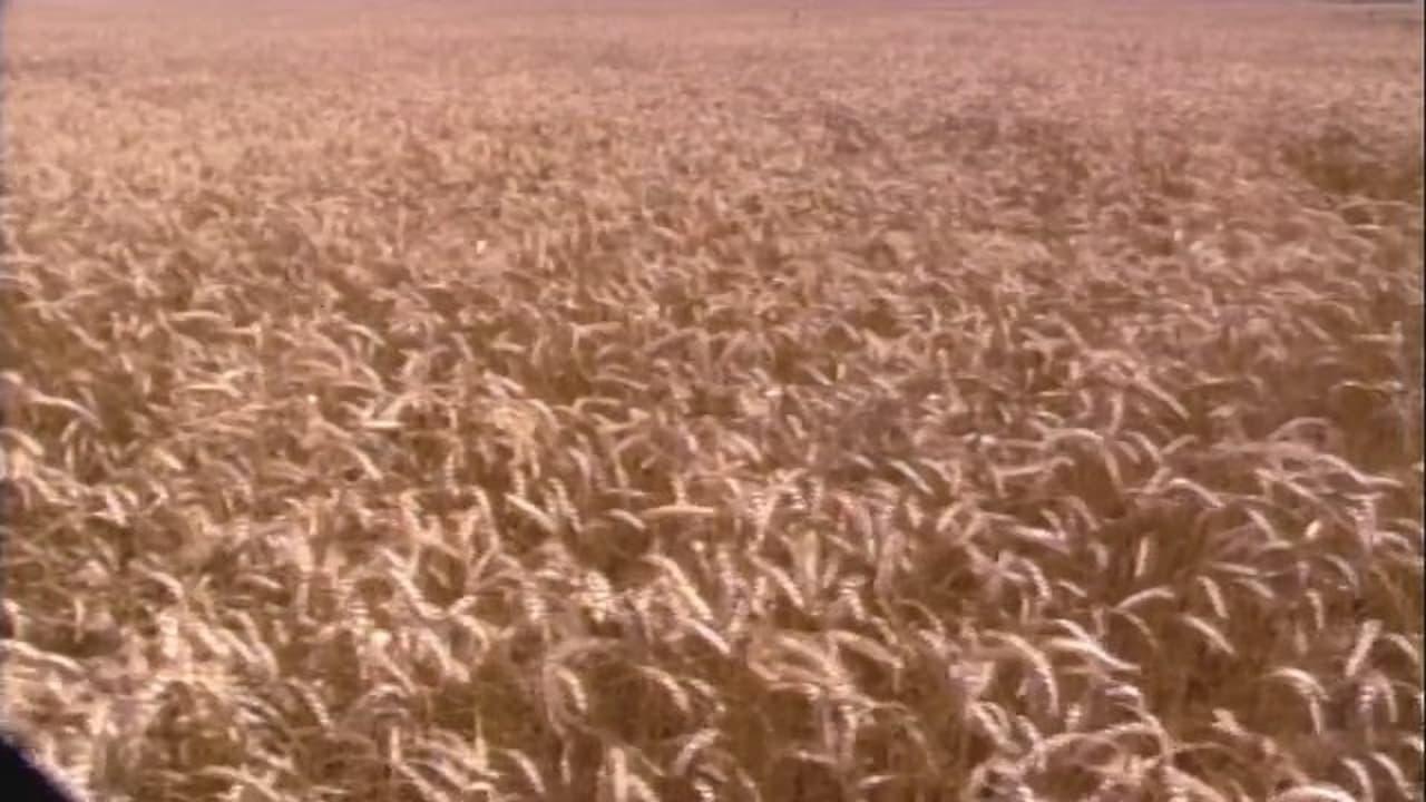 End of the Harvest backdrop