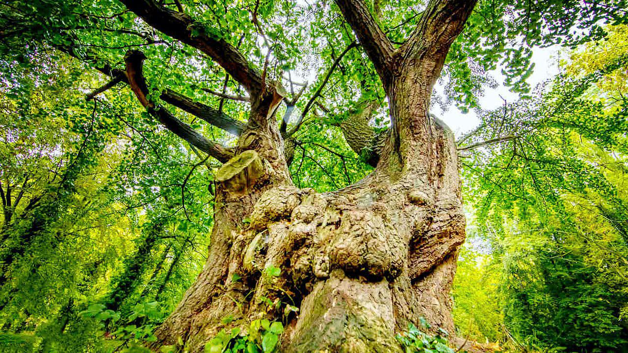 Deutschlands älteste Bäume backdrop
