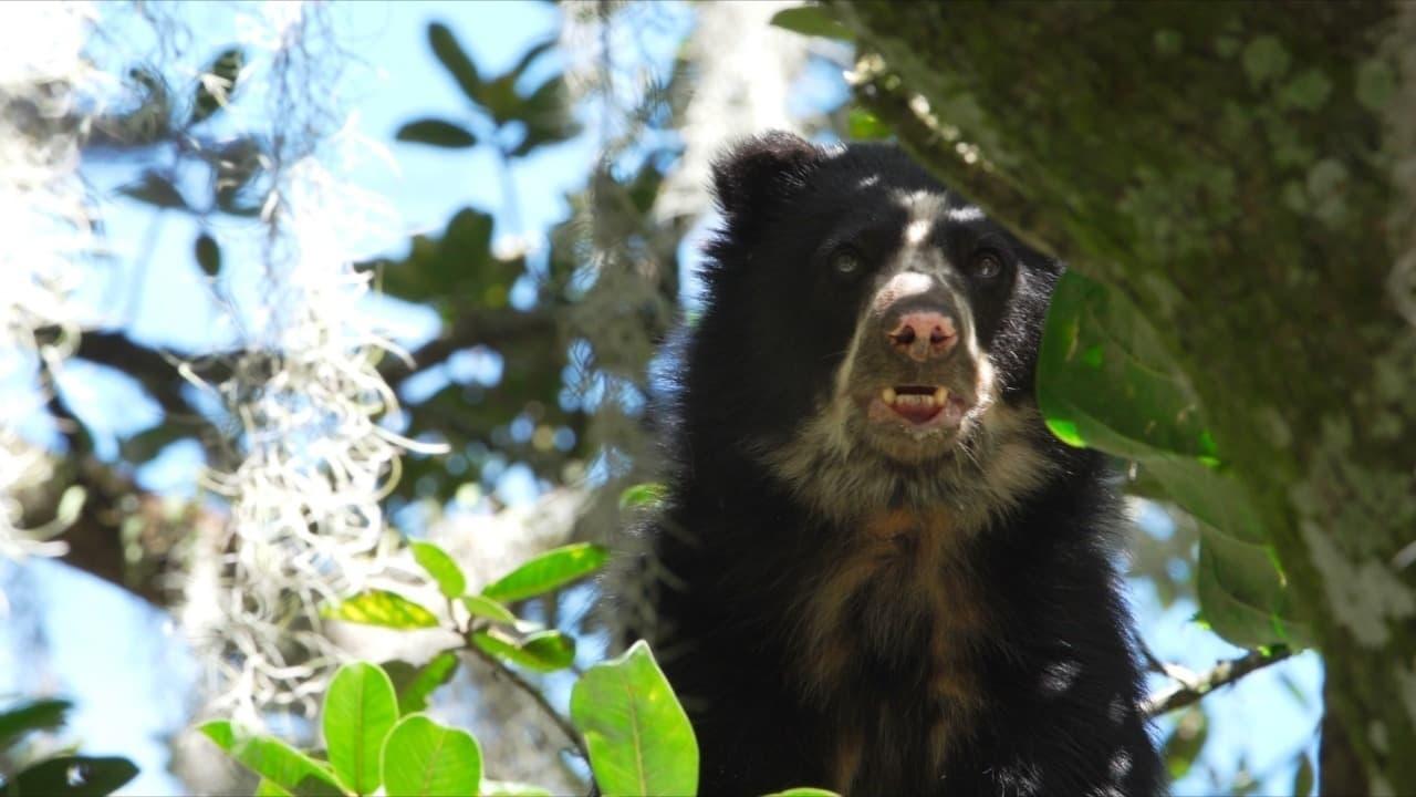 La vie secrète de l’ours à lunettes backdrop