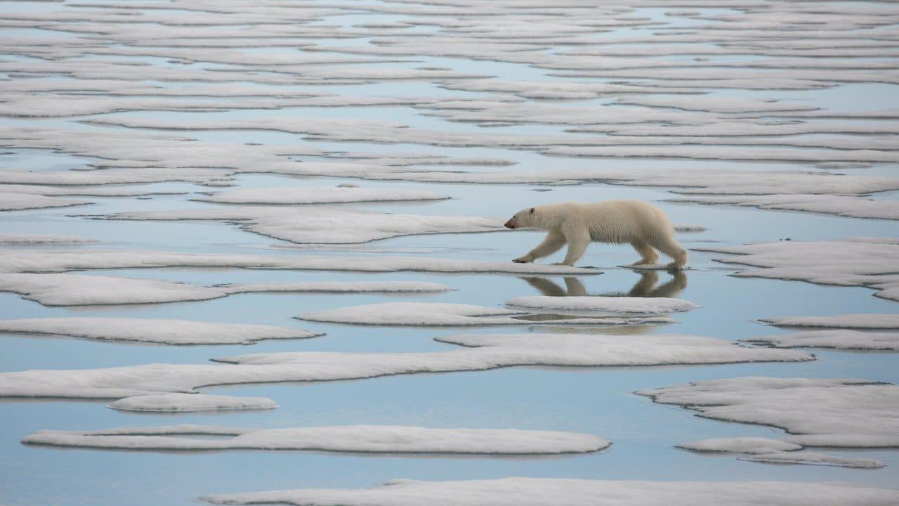 National Geographic : Le Royaume de l'ours polaire backdrop