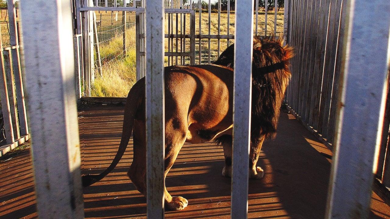 Blood Lions backdrop