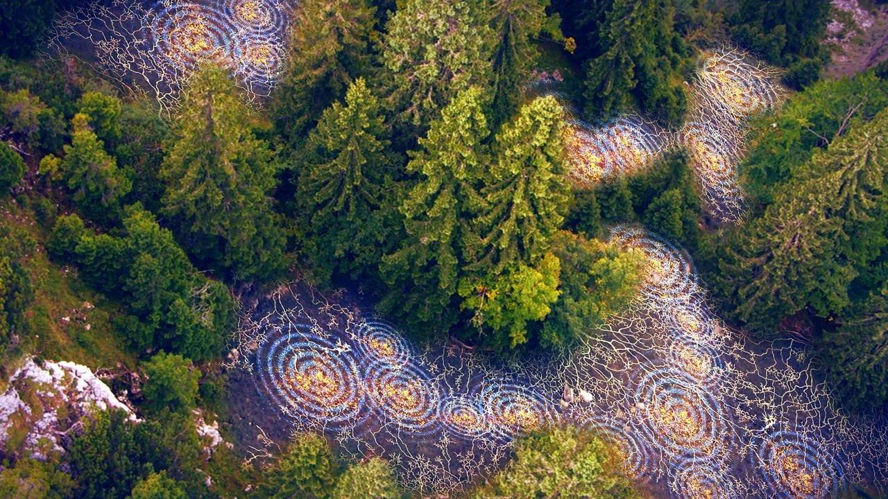 Unsere Wälder: Die Sprache der Bäume backdrop