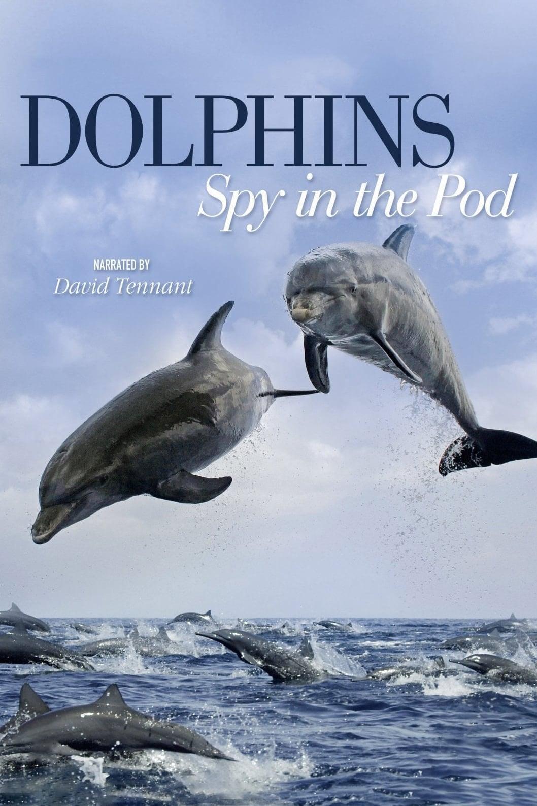 Dolphins: Spy in the Pod poster