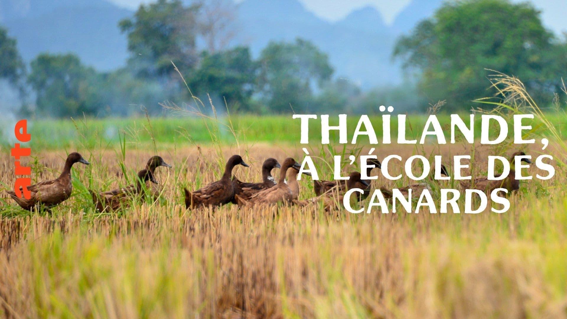 Thaïlande, à l'école des canards backdrop