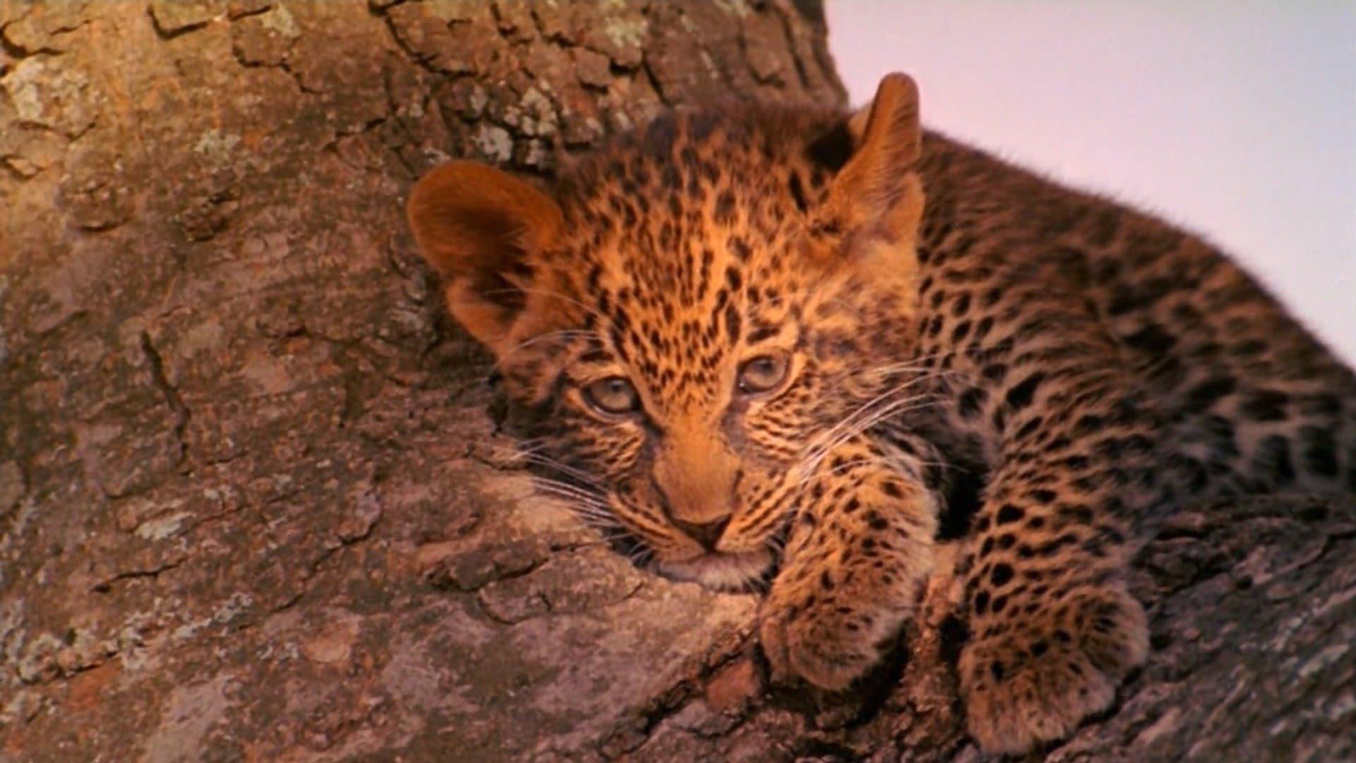 The Leopard Son backdrop