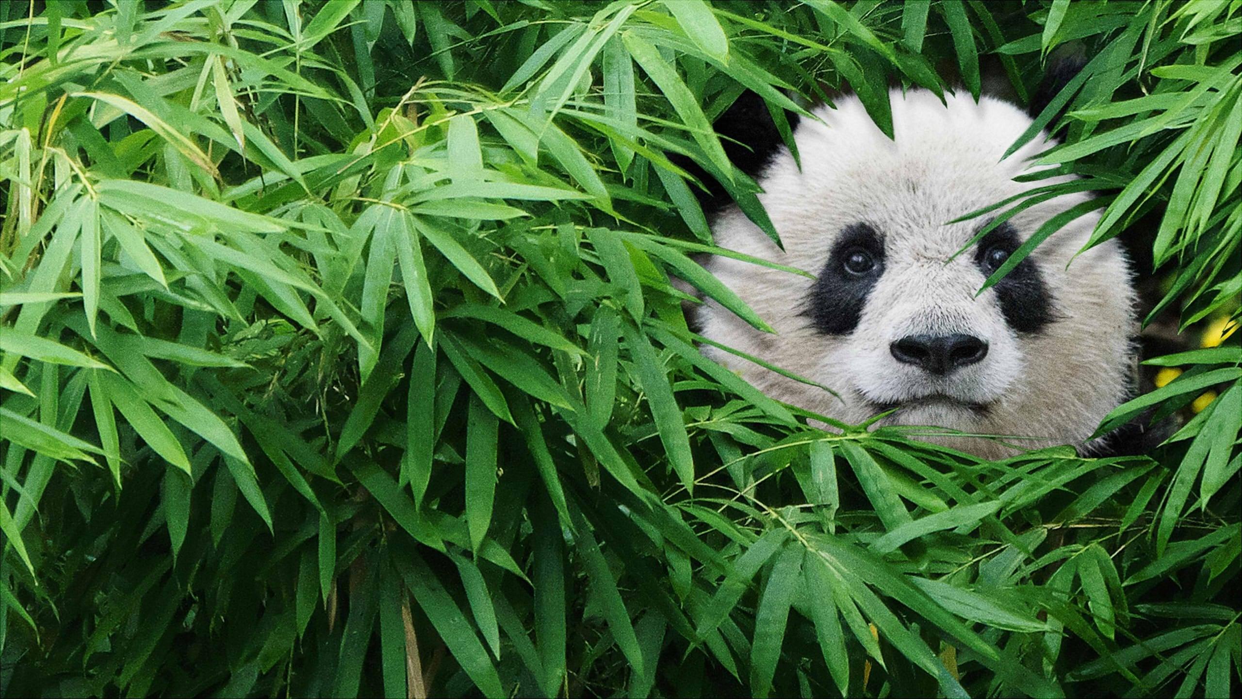 Pandas backdrop