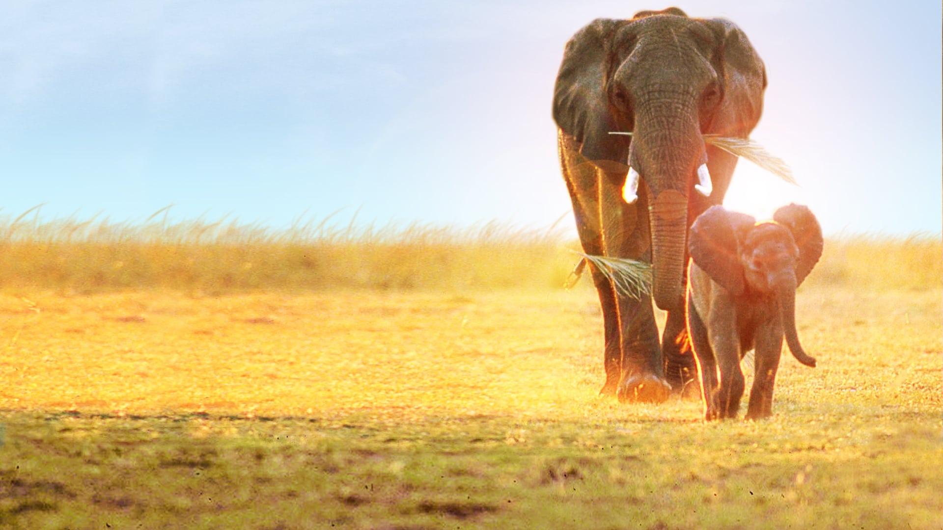 Whispers: An Elephant's Tale backdrop