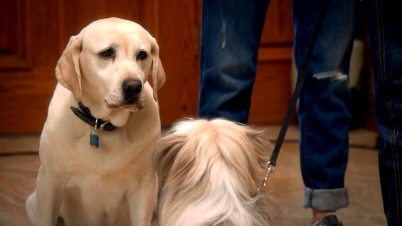 The Dog Who Saved Easter backdrop