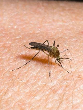 Mückenalarm - Invasion der Plagegeister poster