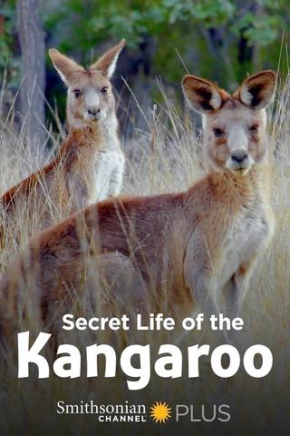 Secret Life of the Kangaroo poster