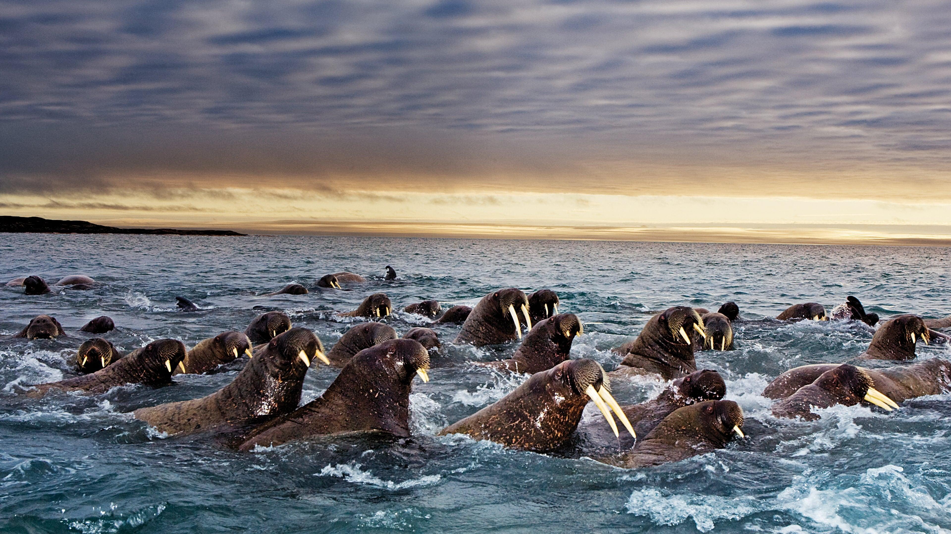 Great Migrations backdrop