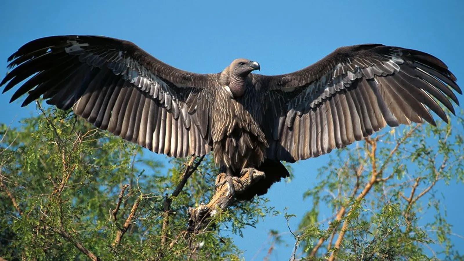 Vultures: Beauty in the Beast backdrop