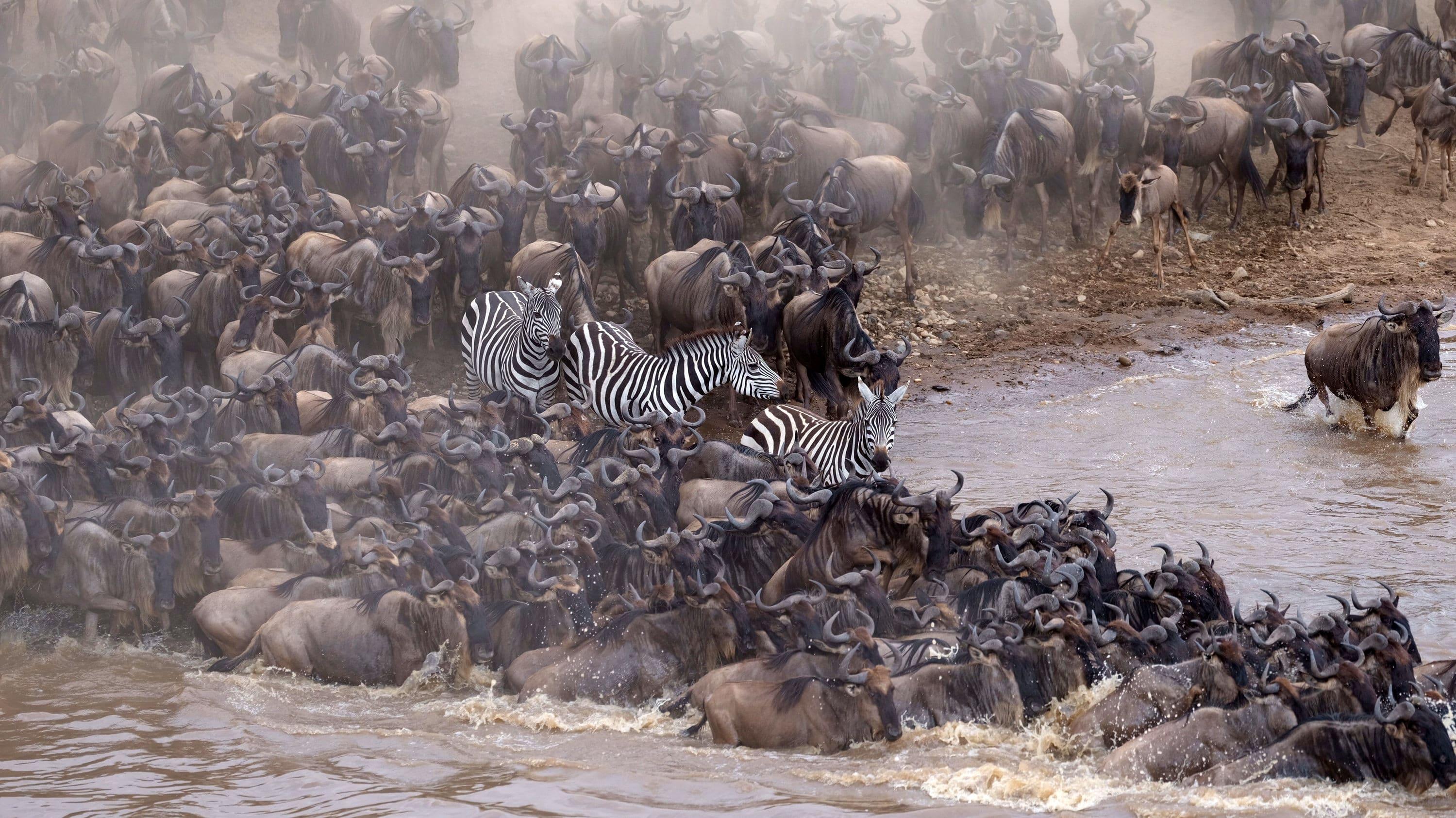 Incredible Animal Journeys backdrop