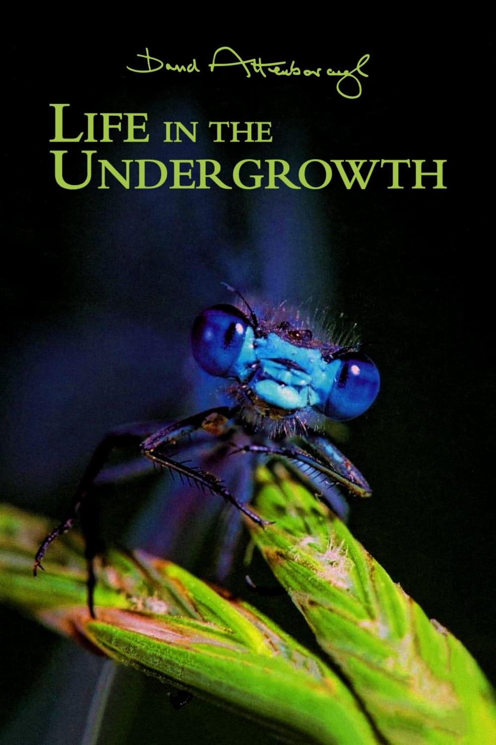 Life in the Undergrowth poster